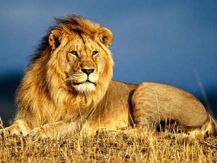 Male lion on the African Savannah