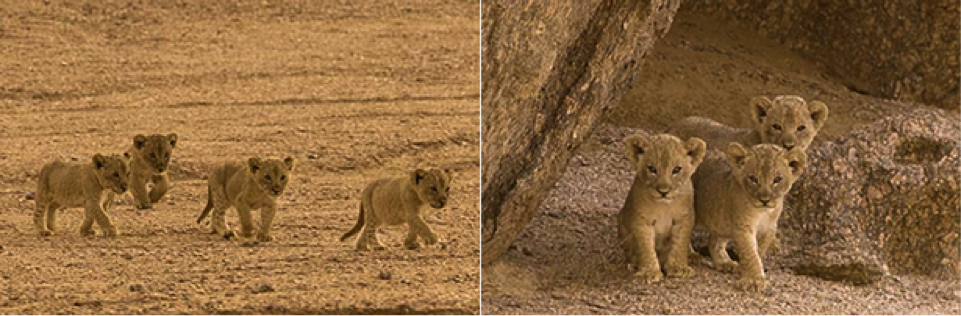 Desert Lion Cubs