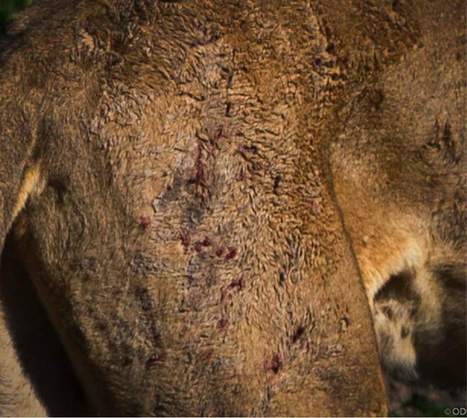 The aftermath: the many bite marks on the lioness