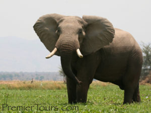 elephant in Zimbabwe's unspoiled wilderness