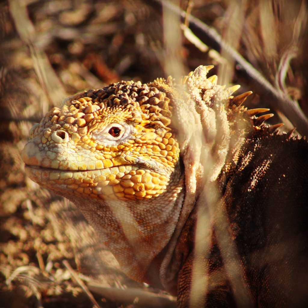 Land Iguana in the Galapagos