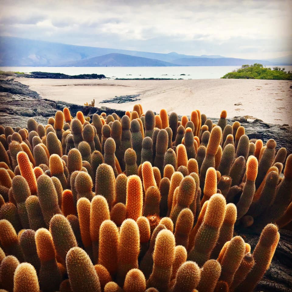 Our Favorite Galapagos Visitor Sites Part 2 - Photo by Allie Almario