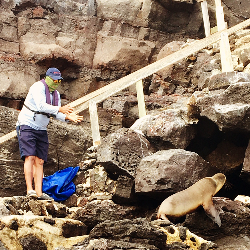 GAL_Genovesa_Sea Lion being moved_Allie Almario-cu