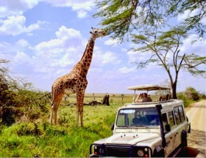 visit africa safari planning timelime