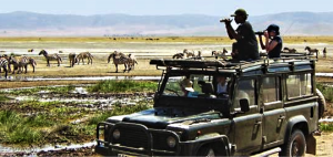 african wildlife watching dos donts