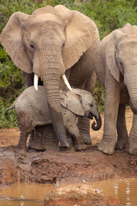 Baby elephant and mother