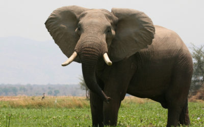 elephant in Zimbabwe's unspoiled wilderness