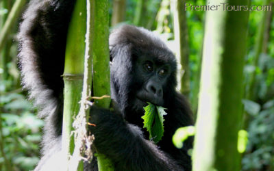 Rwanda Gorilla and Chimpanzee Tours