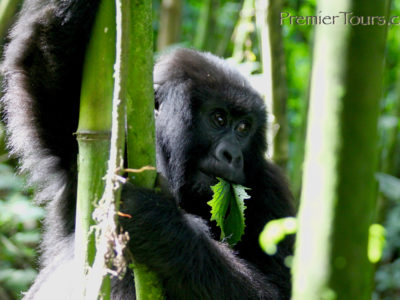 Rwanda Gorilla and Chimpanzee Tours