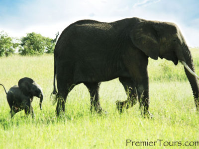 Baby Elephant follows her mother